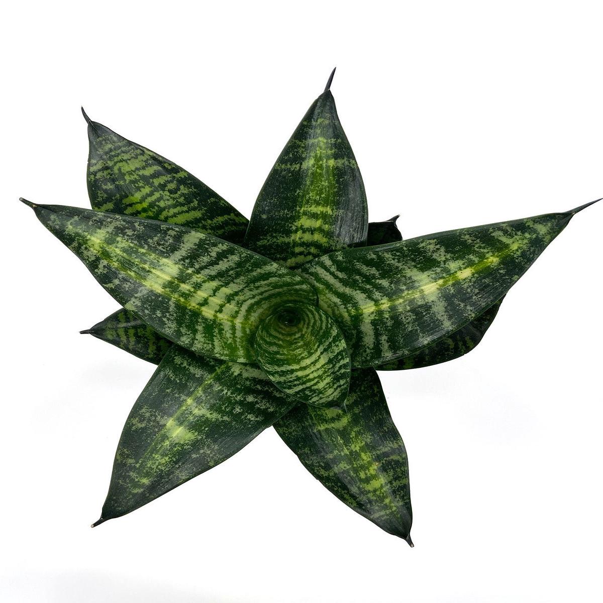 Sansevieria Hahnii Seibert