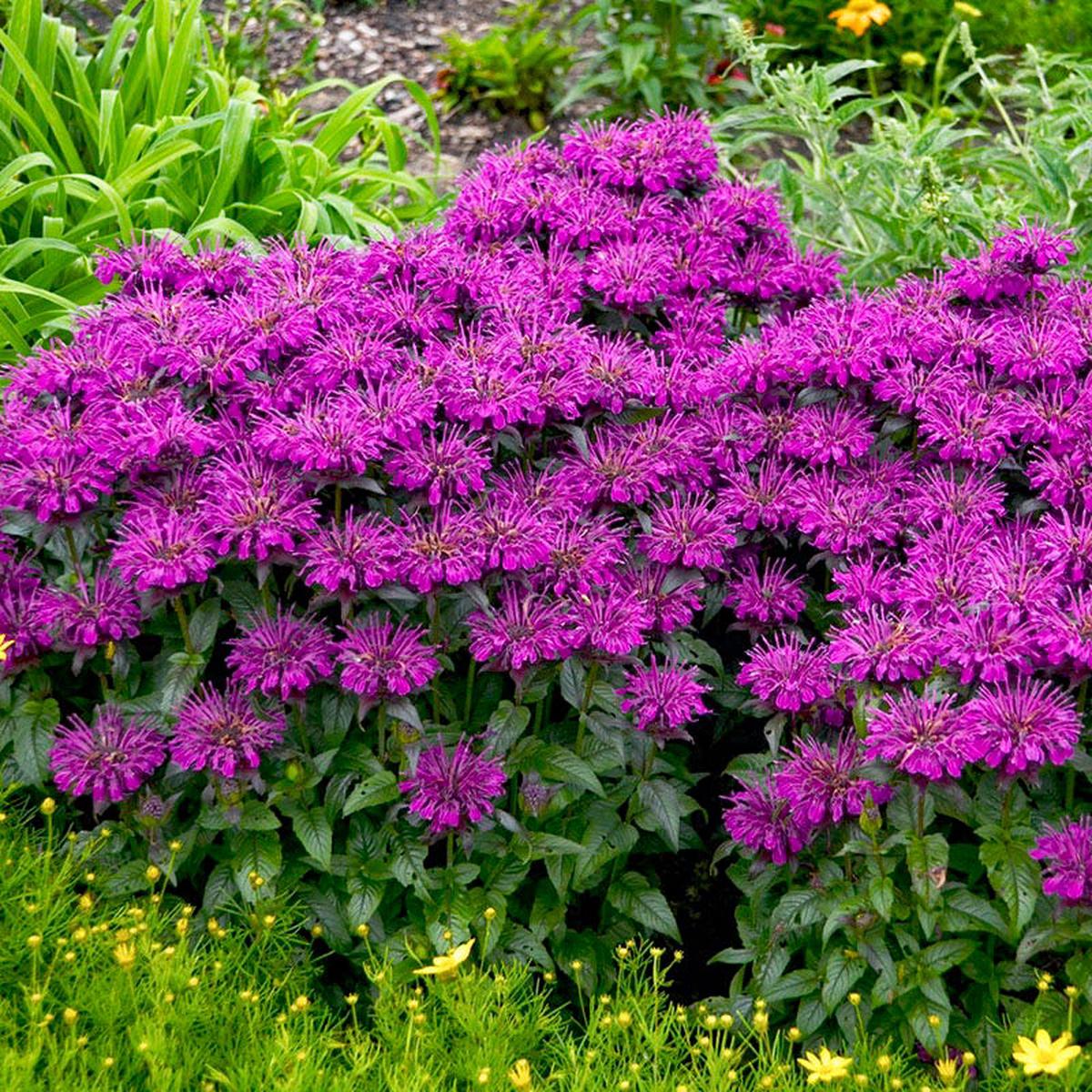Sugar Buzz Grape Gumball Bee Balm