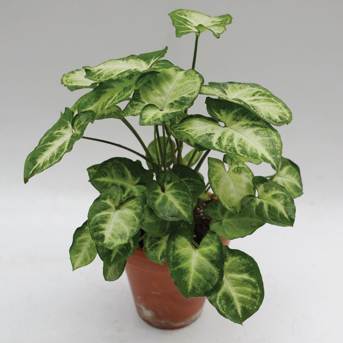 Syngonium Pixie (Syngonium podophyllum)