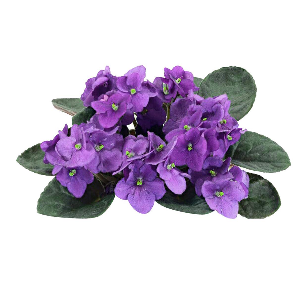 African Violet Seeds  Compact Indoor Blooming Plants