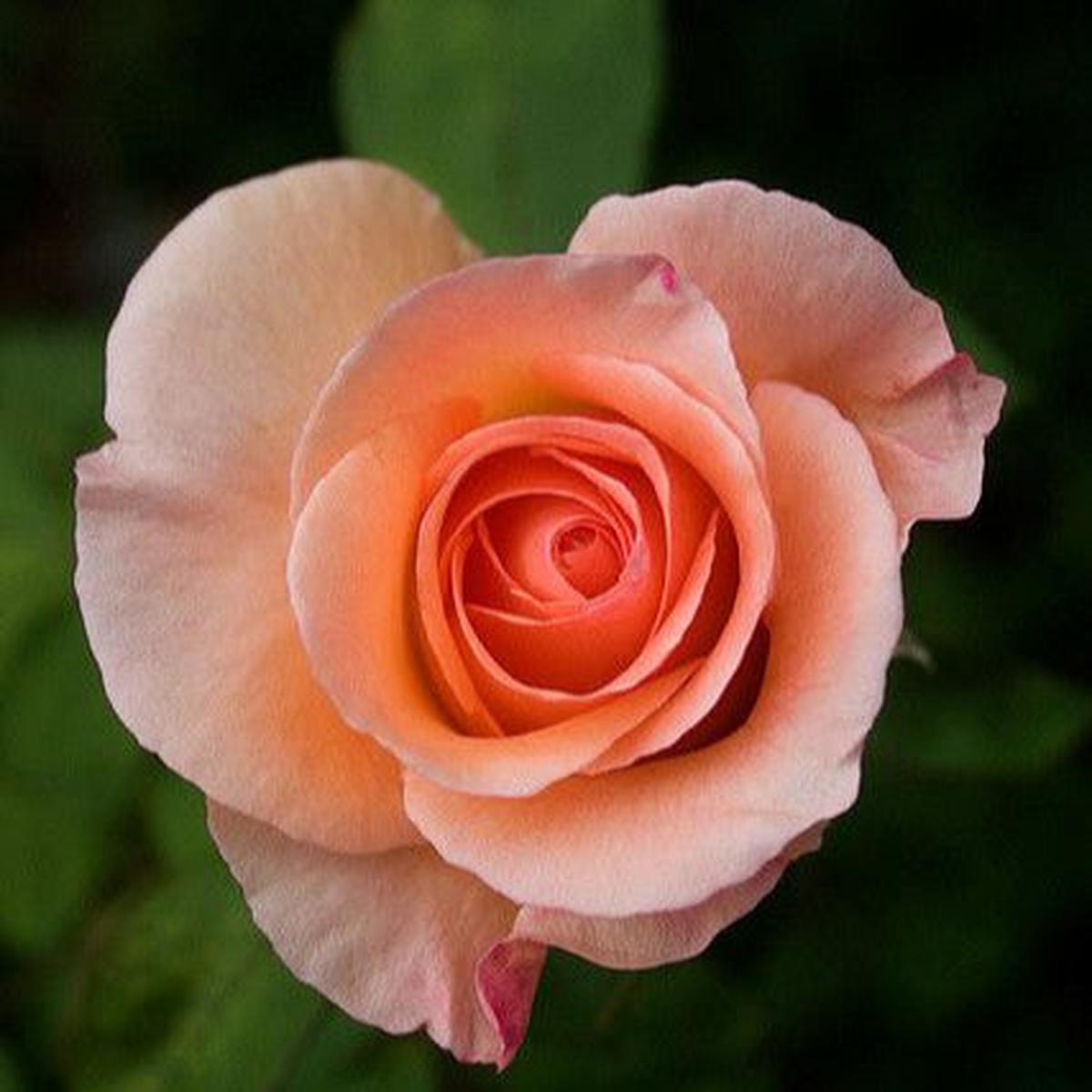 Apricot Rose Seeds  Soft Warm Blooms for Garden Planting