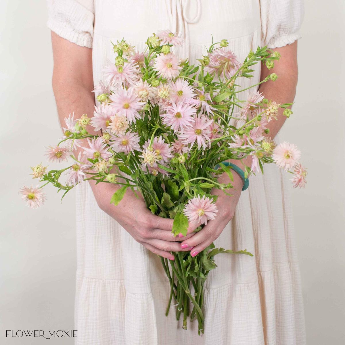 Blush Star Butterfly Ranunculus