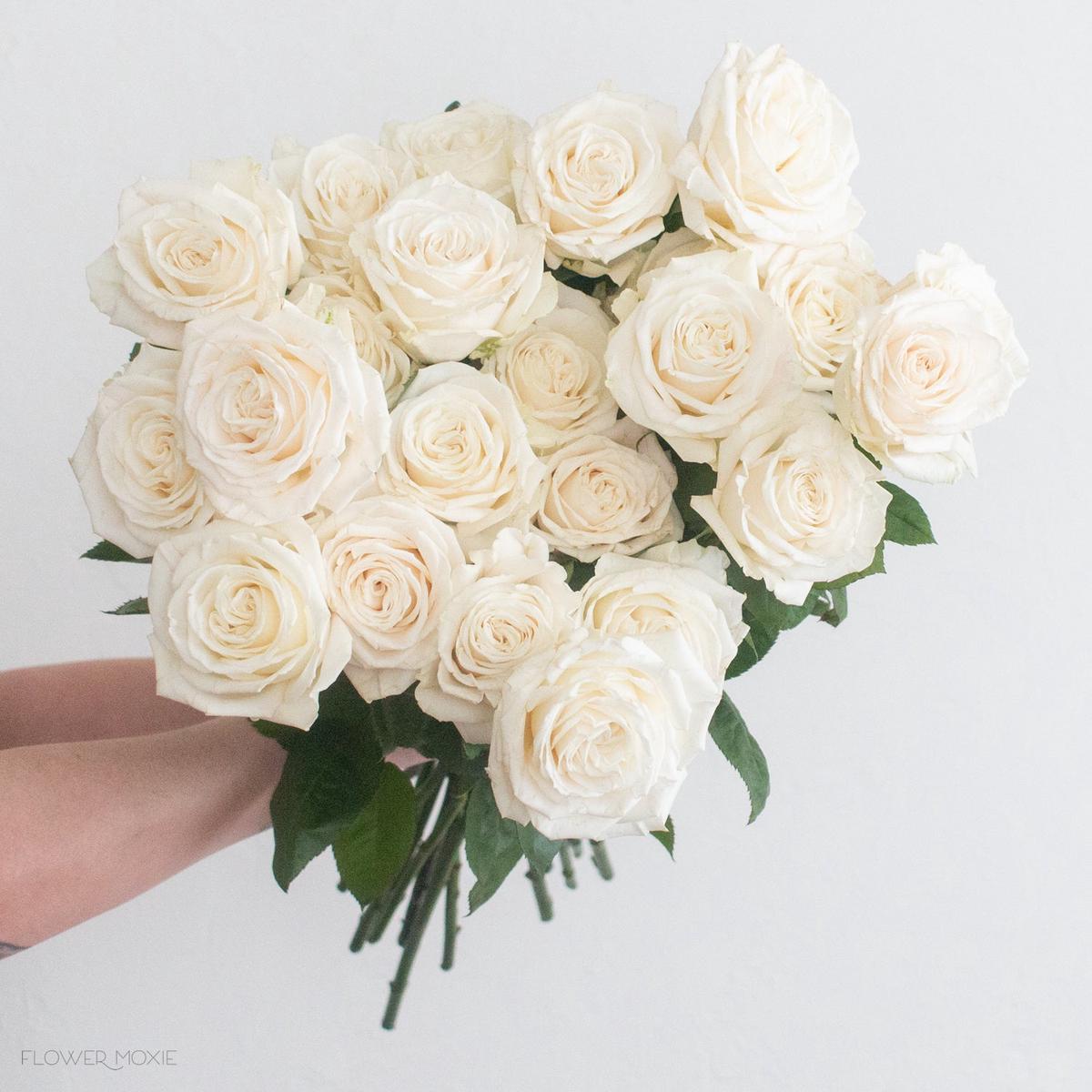 White Playa Blanca Rose