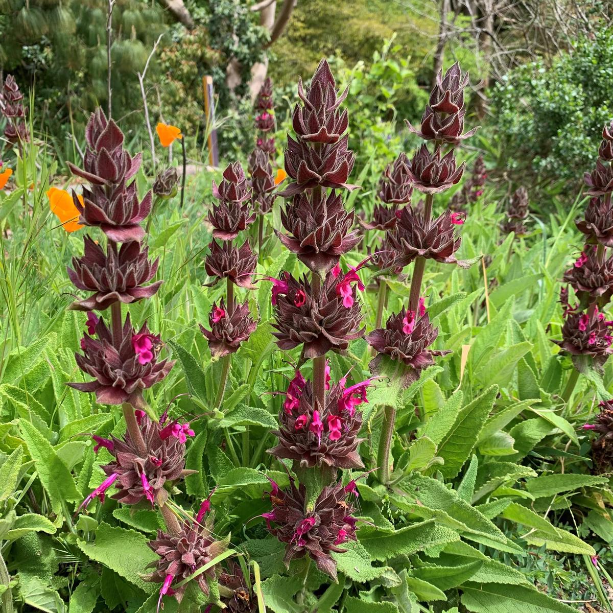 10 Pcs Salvia Spathacea Seeds  Hummingbird Sage  Perennial And Low Maintenance  Fragrant, Deer And Drought Resistant  Attracts Pollinators  Perfect for Beds, Borders And Outdoor Gardens