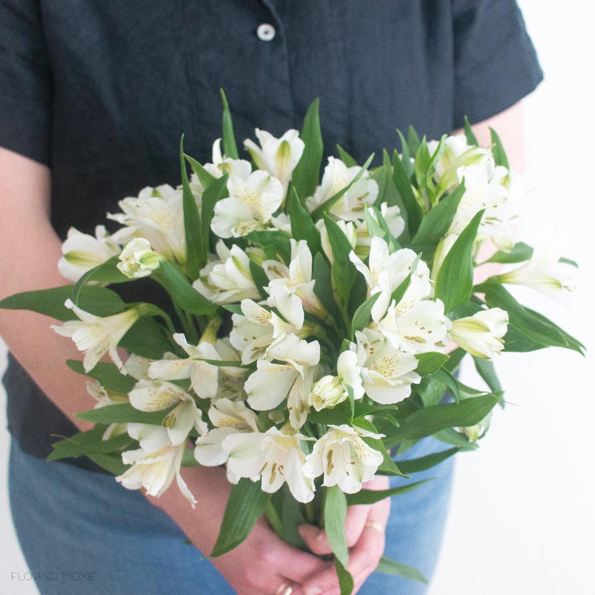 White Alstroemeria Flower