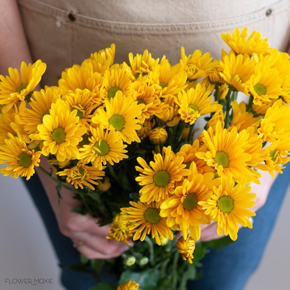 Yellow Daisy Pom Flower