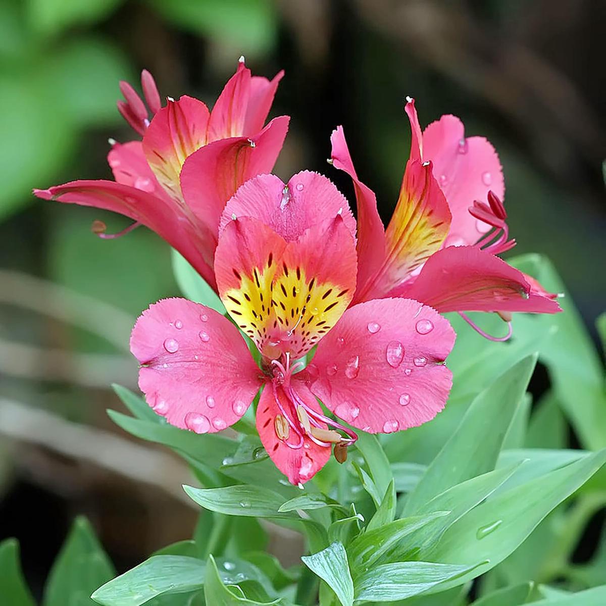 Alstroemeria Seeds (Peruvian Lily Seeds) - Mixed Colors, Long-Lasting Perennials