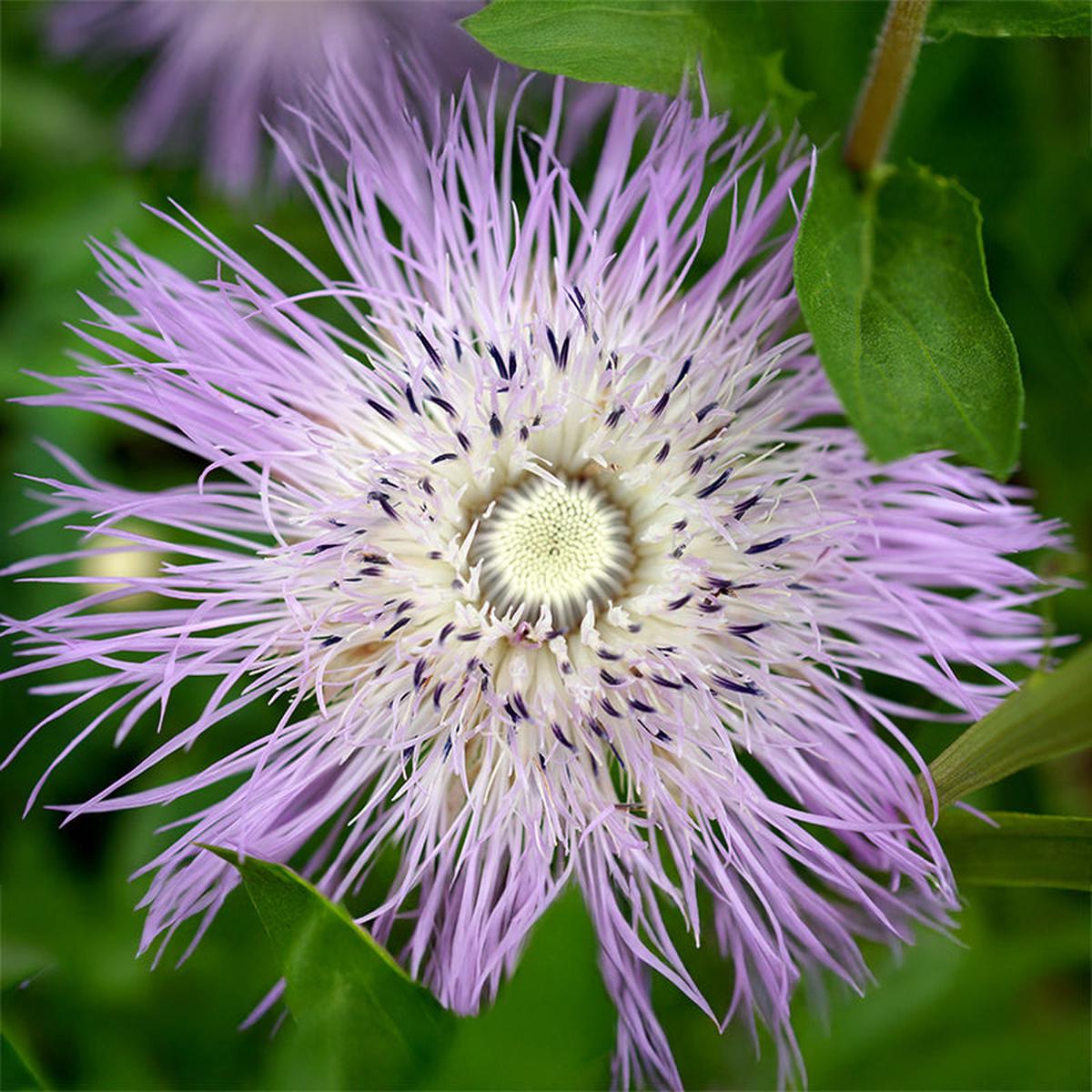 American Basketflower Seeds
