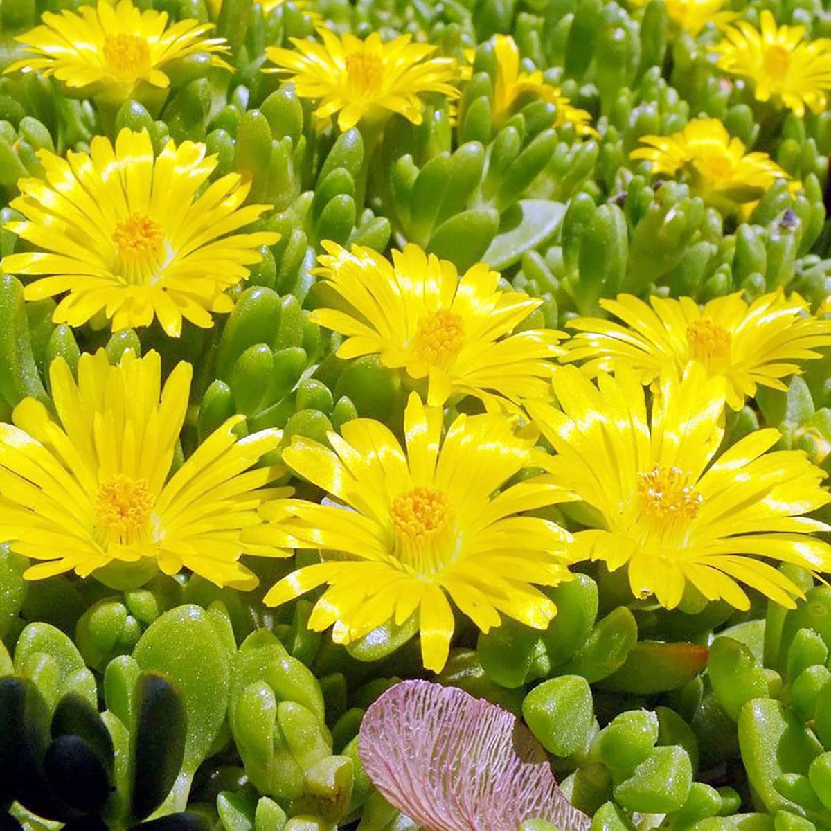 Yellow Ice Plant Seeds  Drought-Tolerant Ground Cover for Rock Gardens
