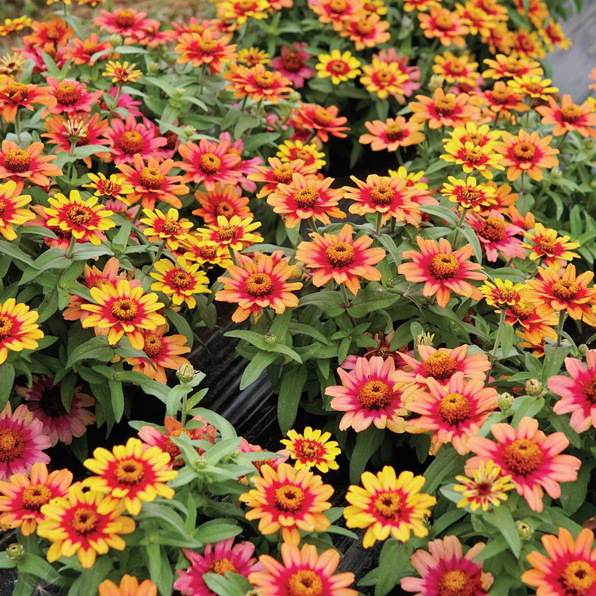 PROFUSION RED YELLOW BICOLOR