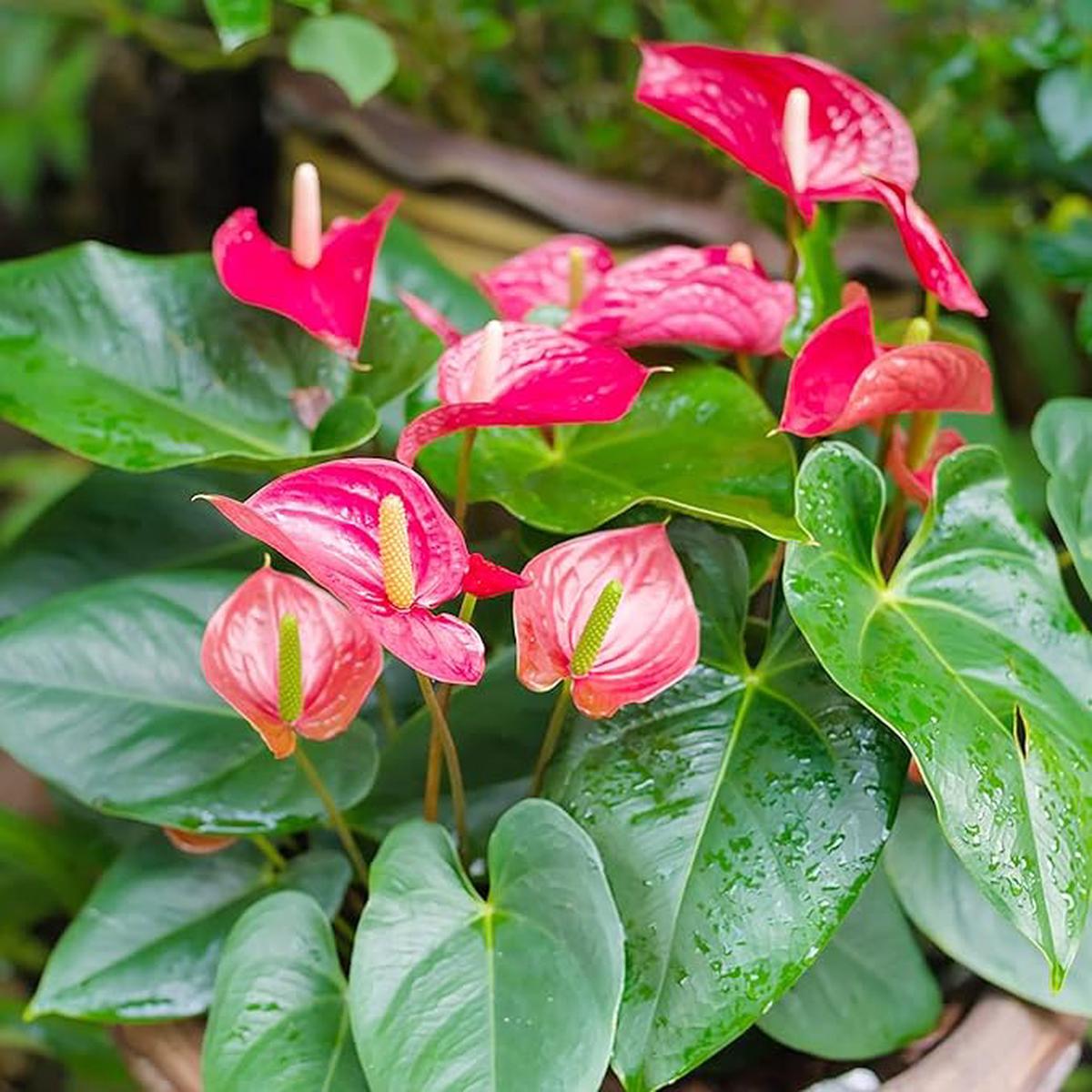 Anthurium Seeds (Flamingo Flower Seeds) - Evergreen Perennial for Indoor and Outdoor Containers