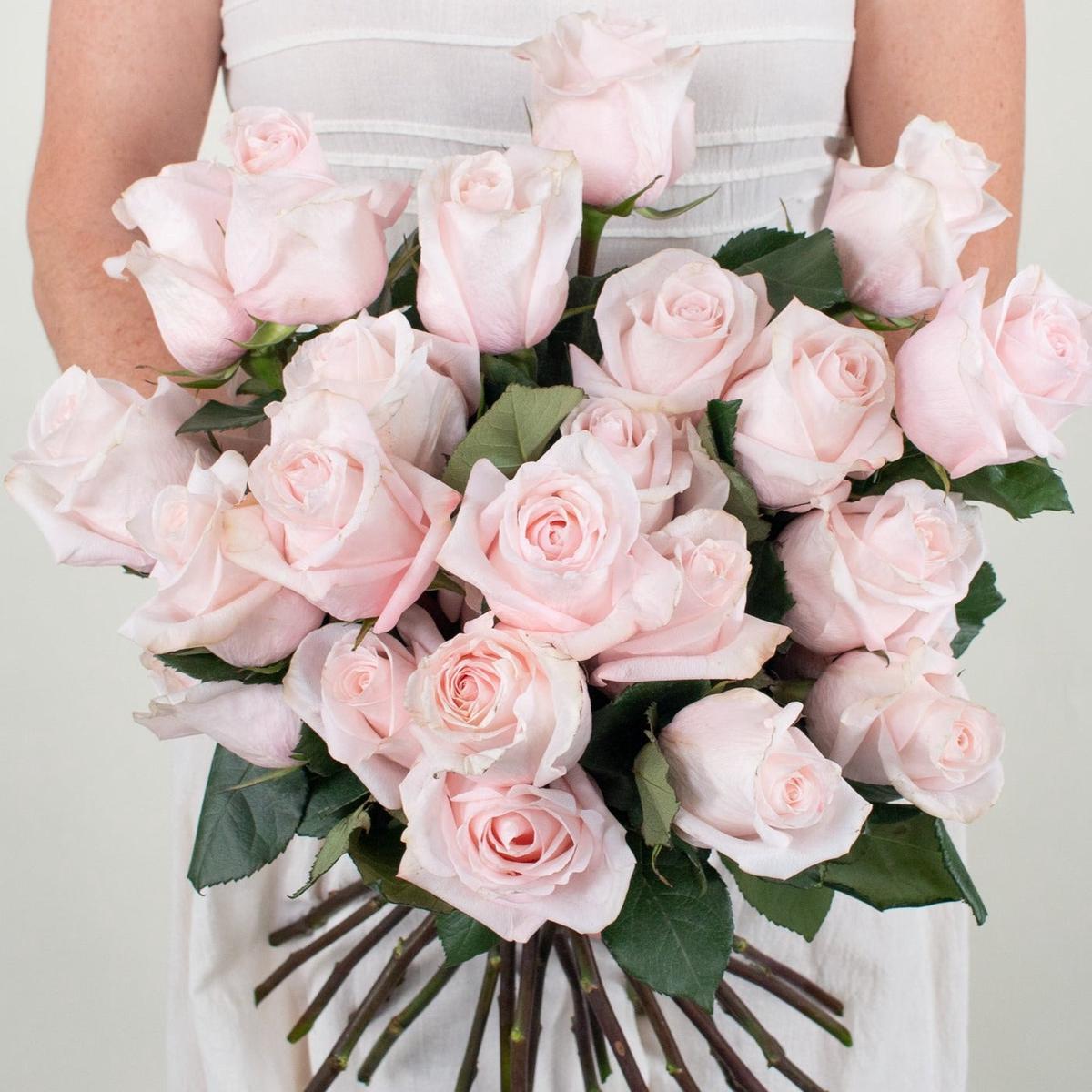 Blush Poma Rosa Rose