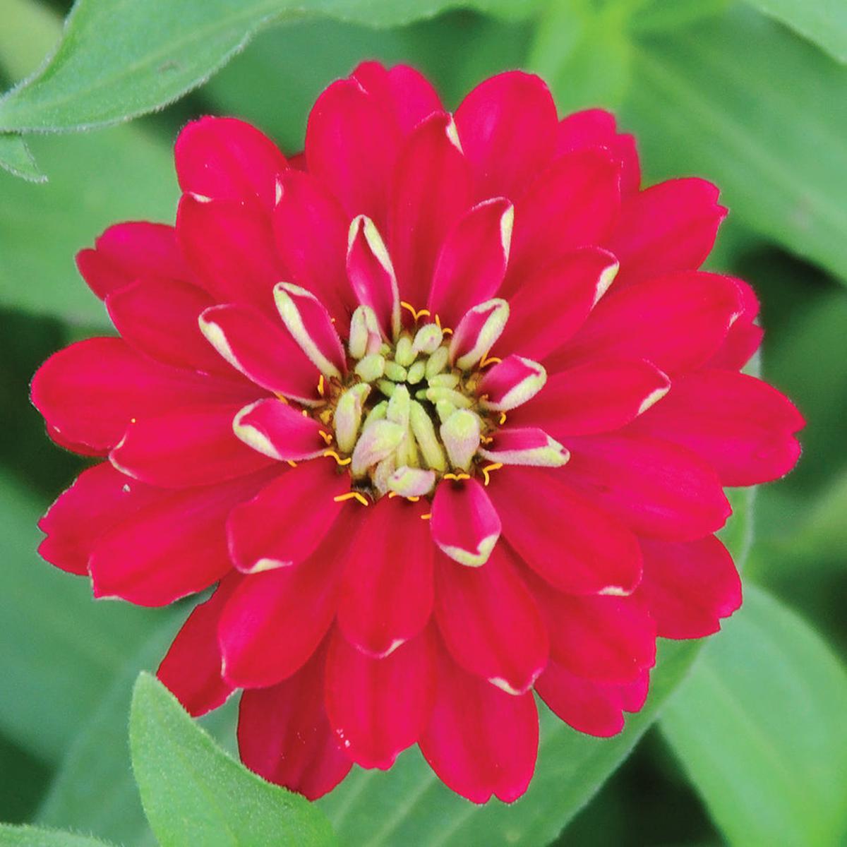 ZAHARA DOUBLE CHERRY