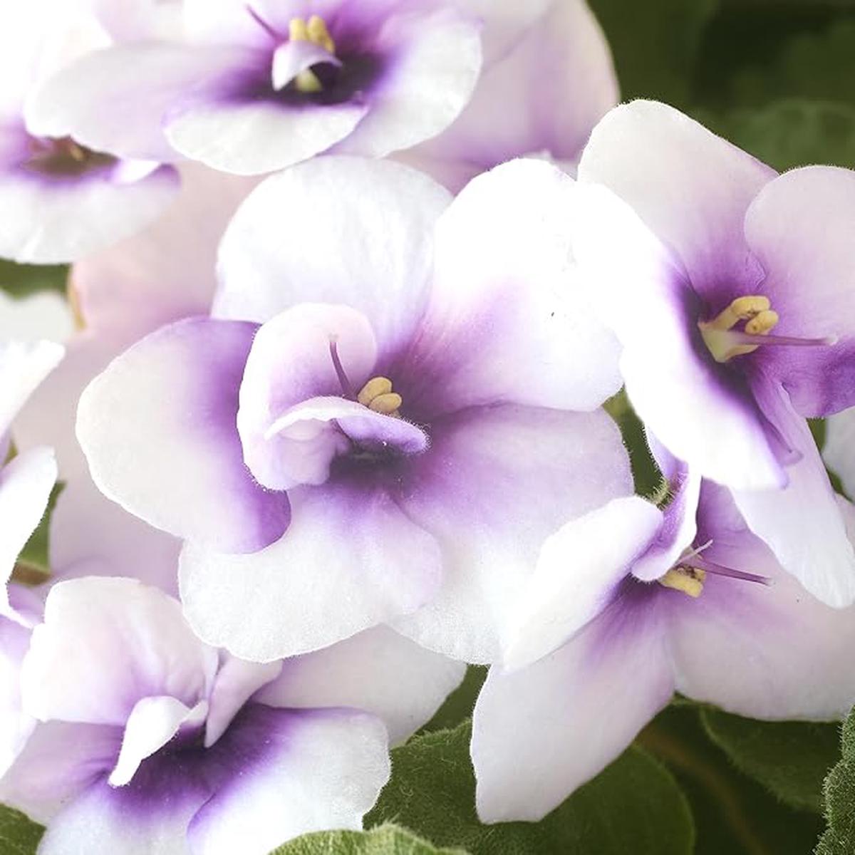African Violet Flower Seeds For Planting