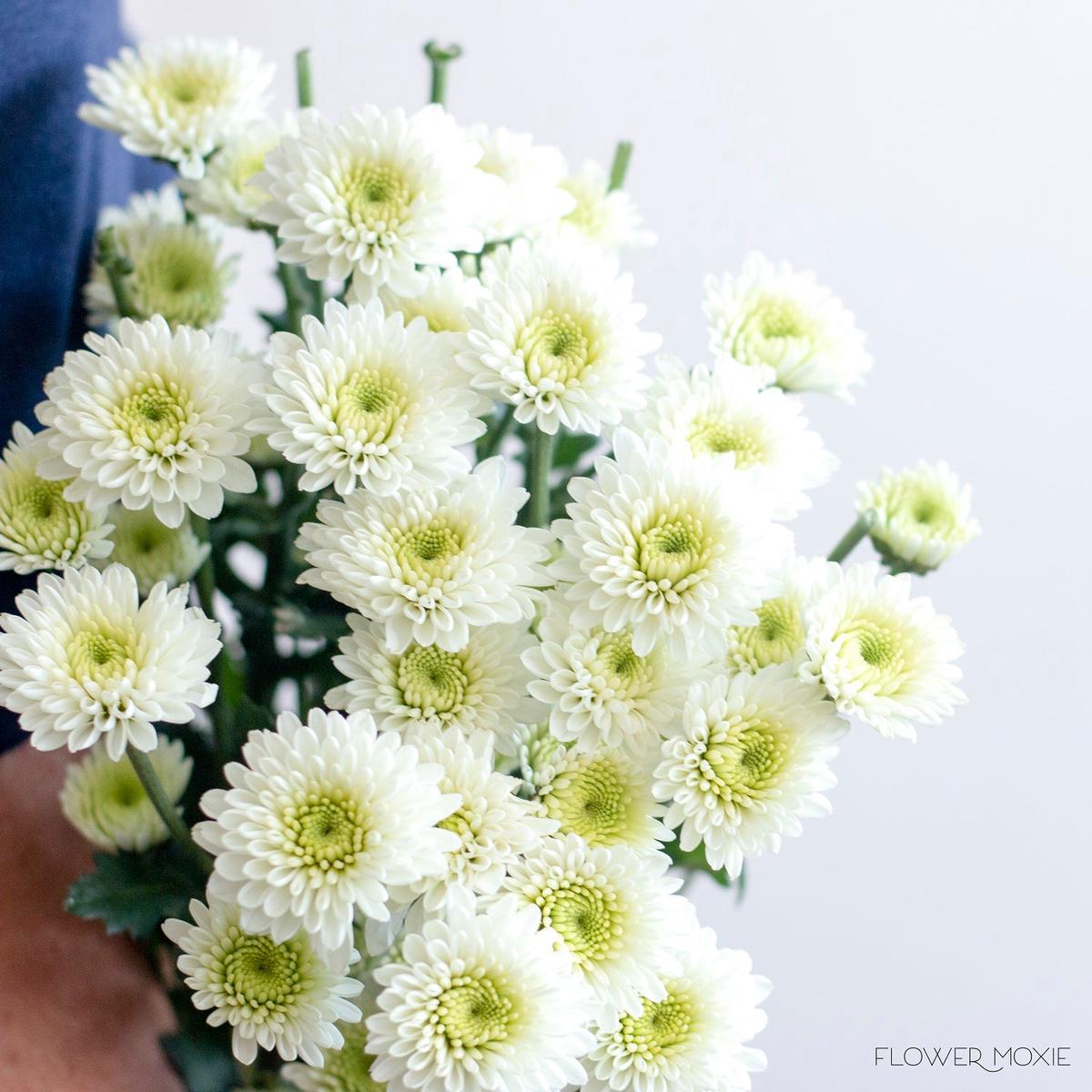 White Button Pom Flower