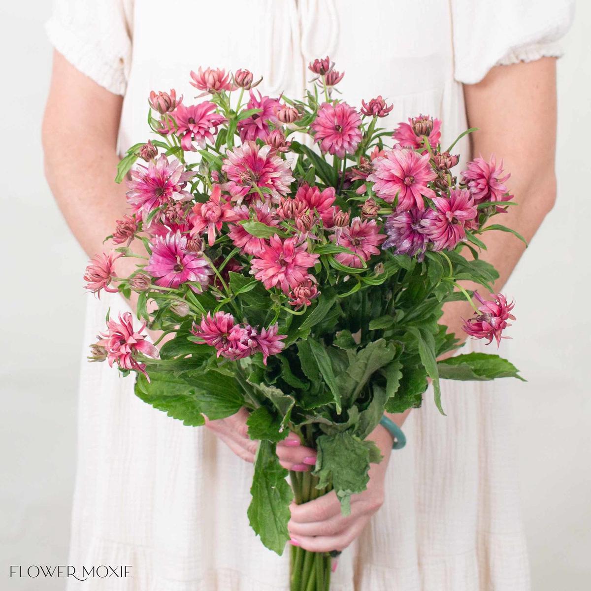 Berry Pink Star Butterfly Ranunculus
