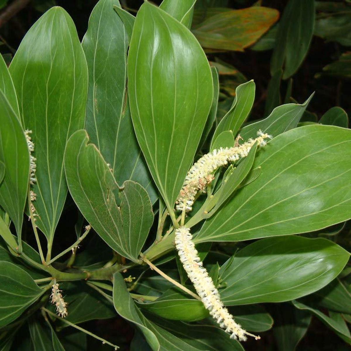 Acacia Mangium Seeds  Fast-Growing Timber Tree Variety for Sustainable Cultivation