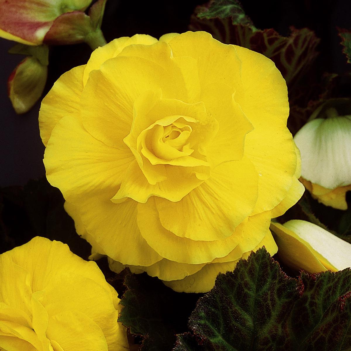 Yellow Begonia Seeds  Radiant Blooms, Easy to Grow, Non-GMO