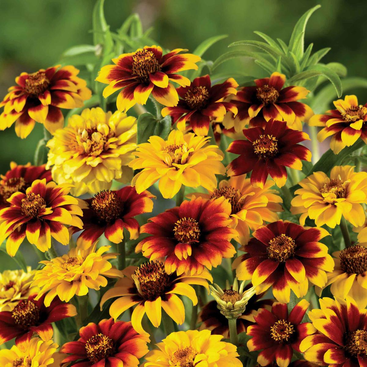 Zinnia Seeds 'Old Mexico'