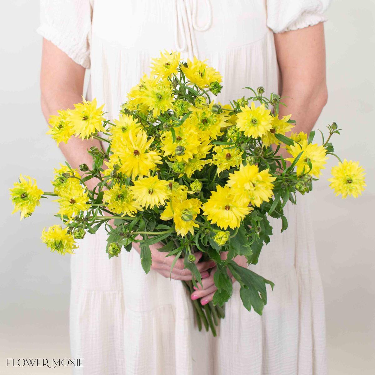 Yellow Star Butterfly Ranunculus