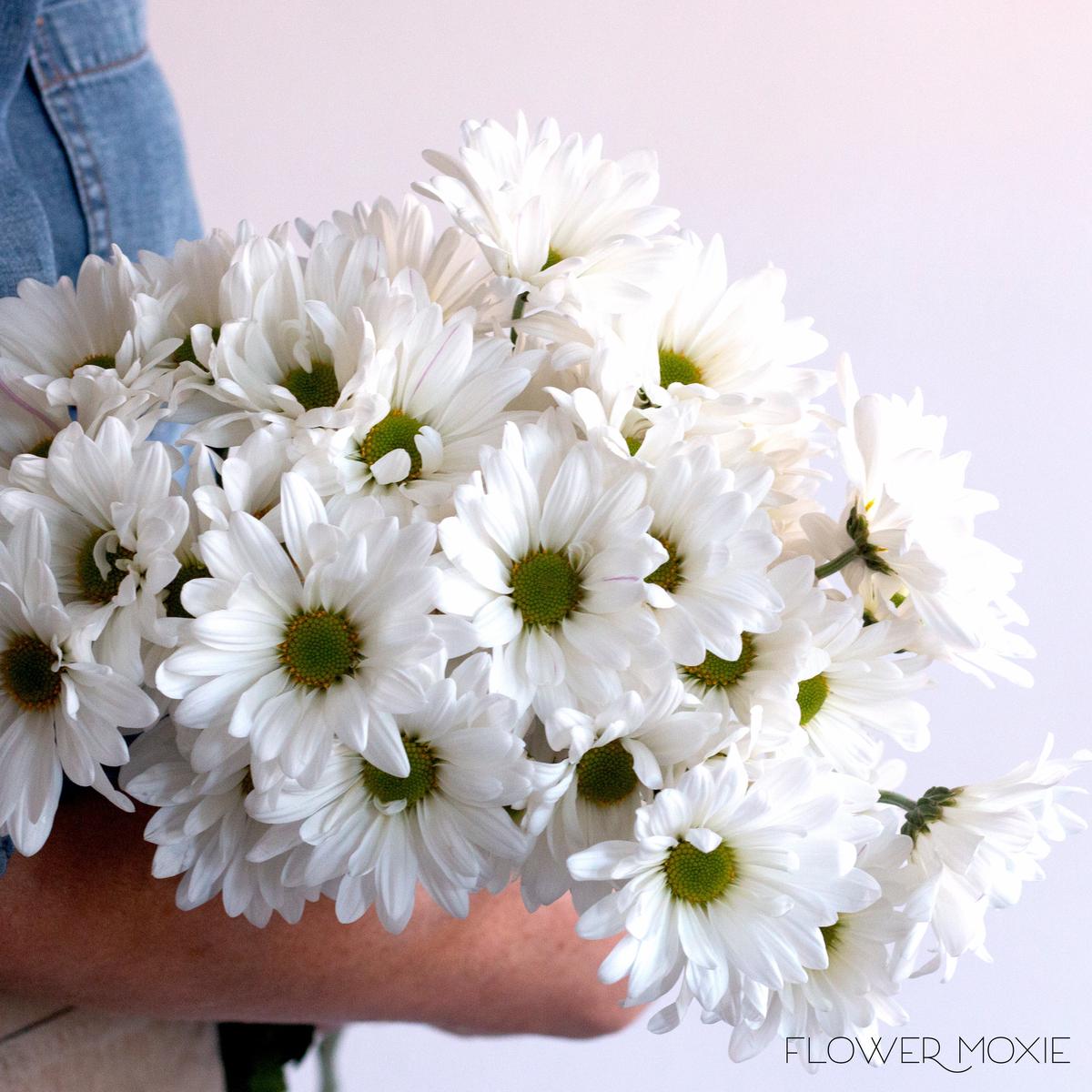 White Daisy Pom Flower