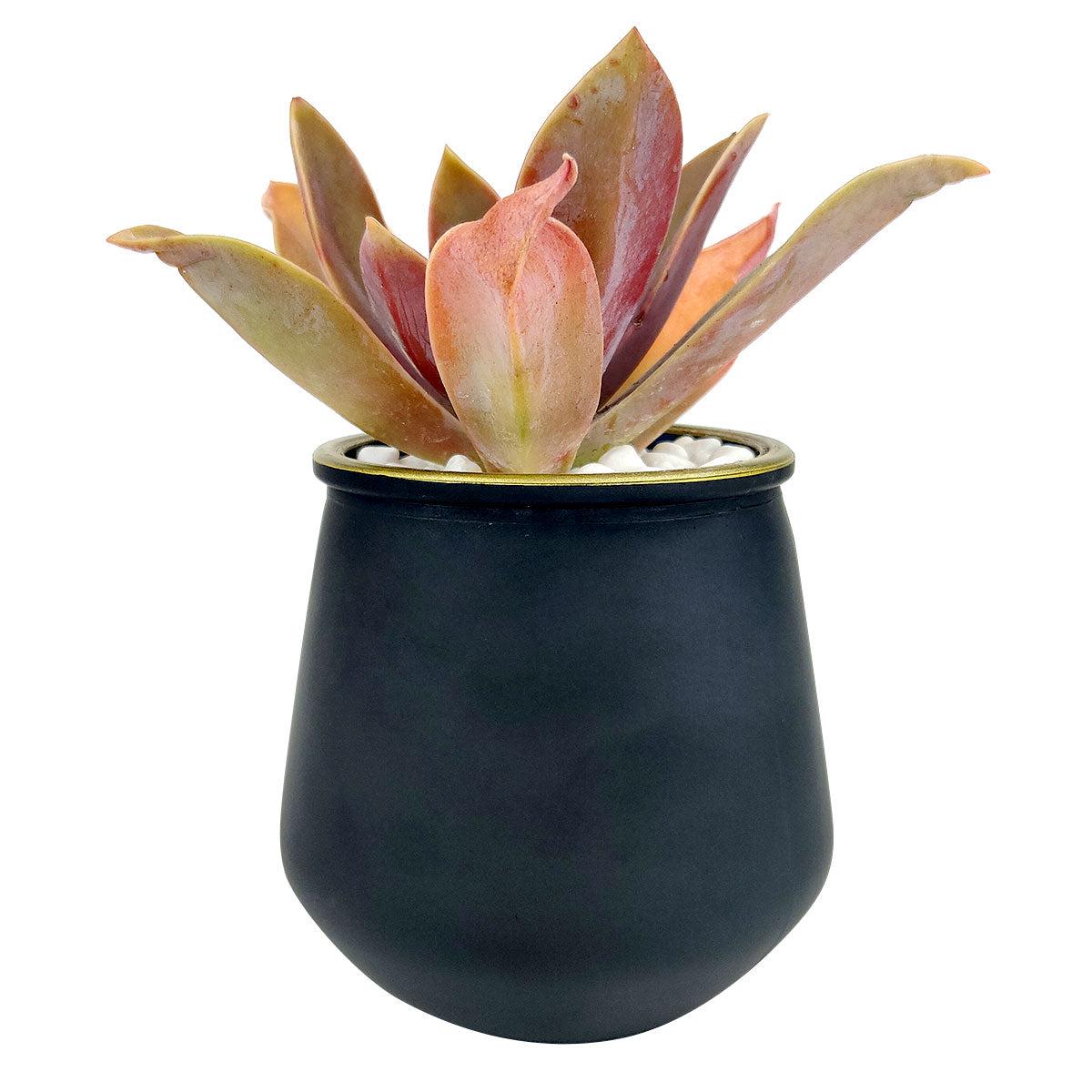Black Gold Rim Planter