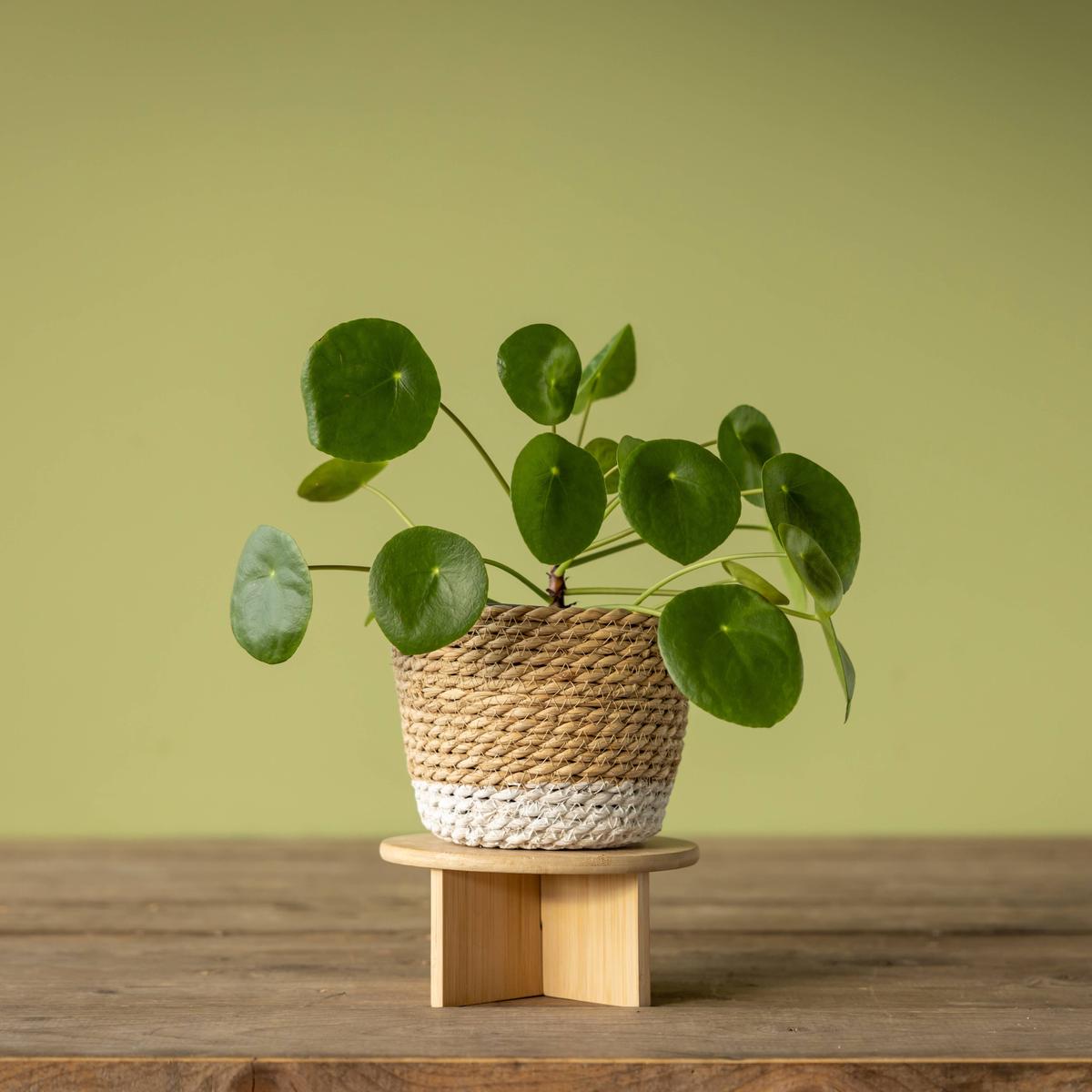 FSC Certified Bamboo Plant Stands  Minimalist Wooden Plant Risers - Small