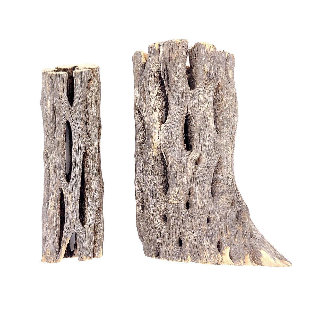 3 inch Staghorn Cholla Wood Planter