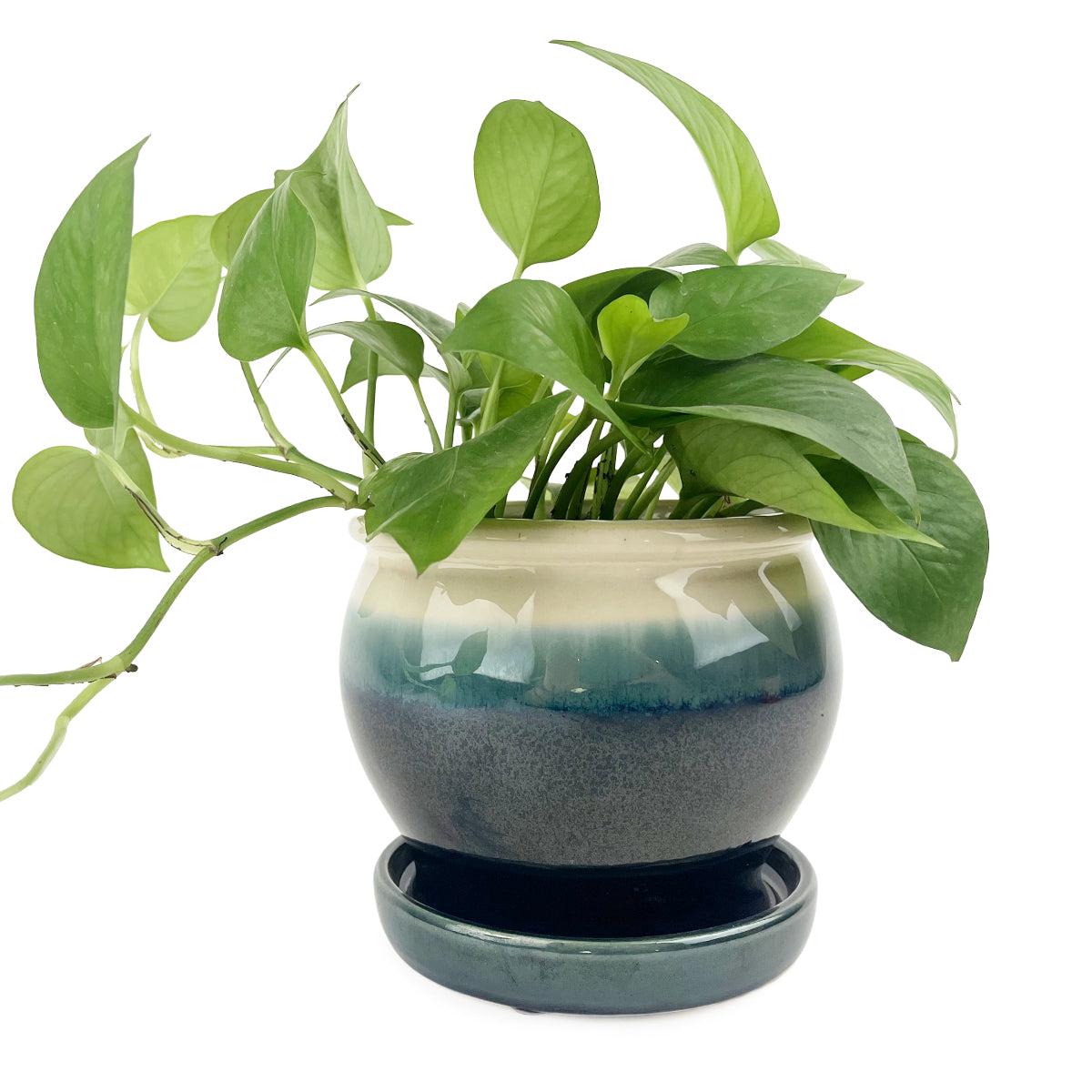 6 inch Dark Blue Ceramic Planter with Cream Rim & Attached Saucer