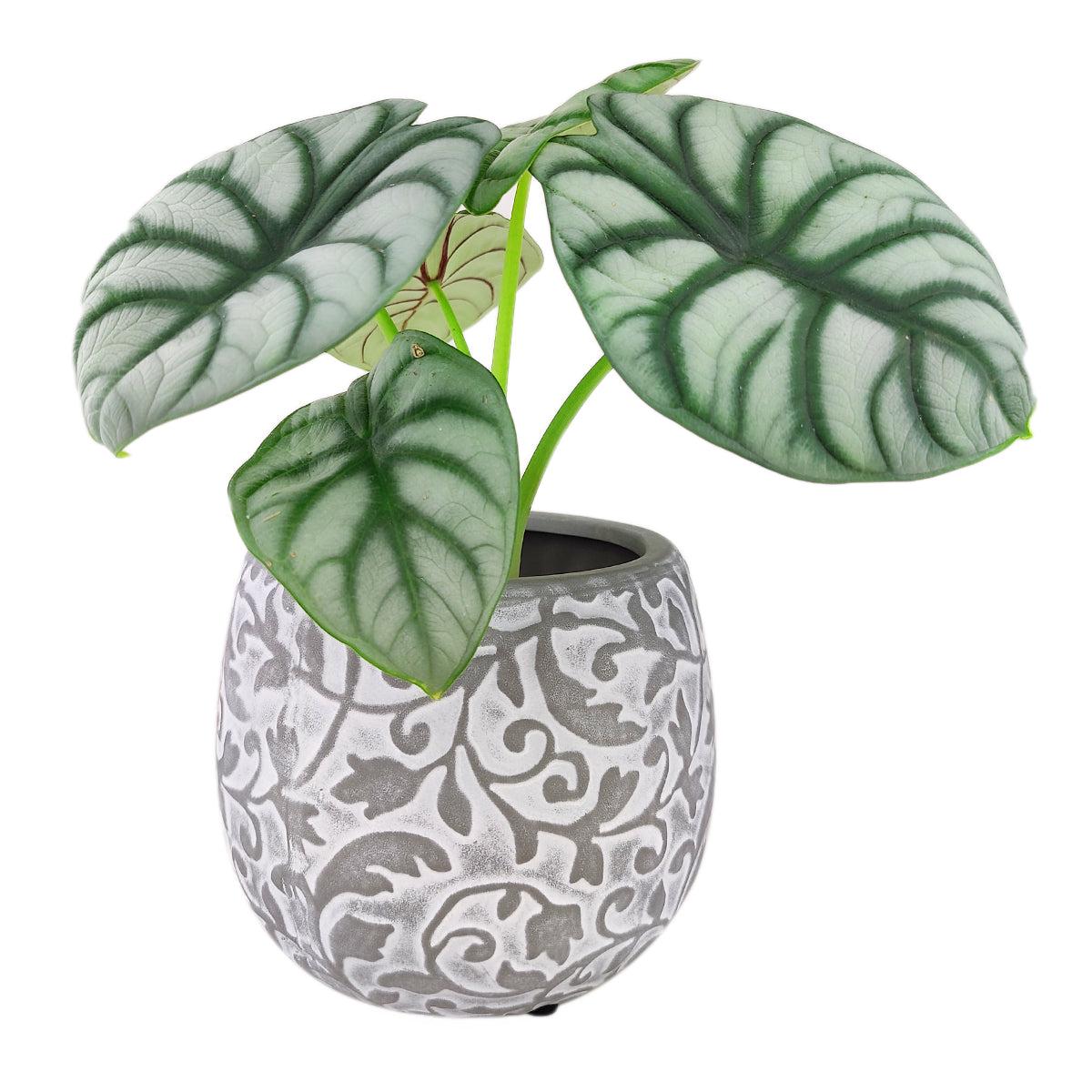 6 inch Hayden Ceramic Planter