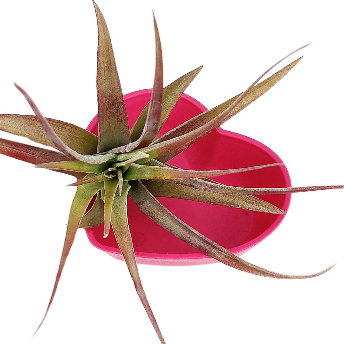 Wheat Straw Red Heart-Shaped Air Plant Holder