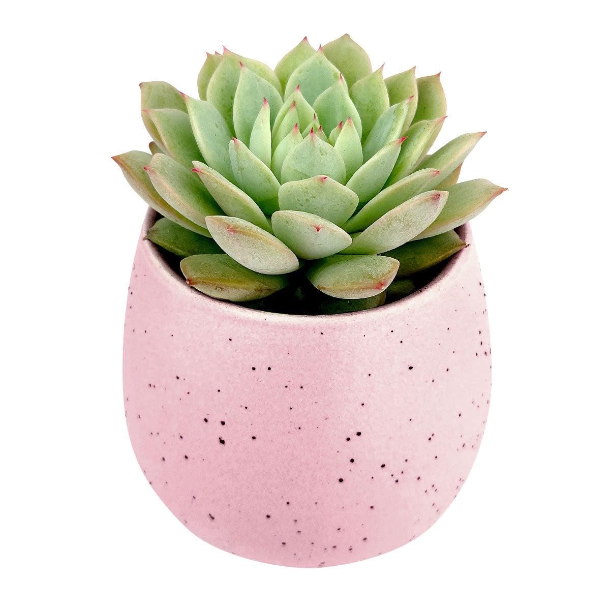 Set of 3 Egg Pots Randomly Picked