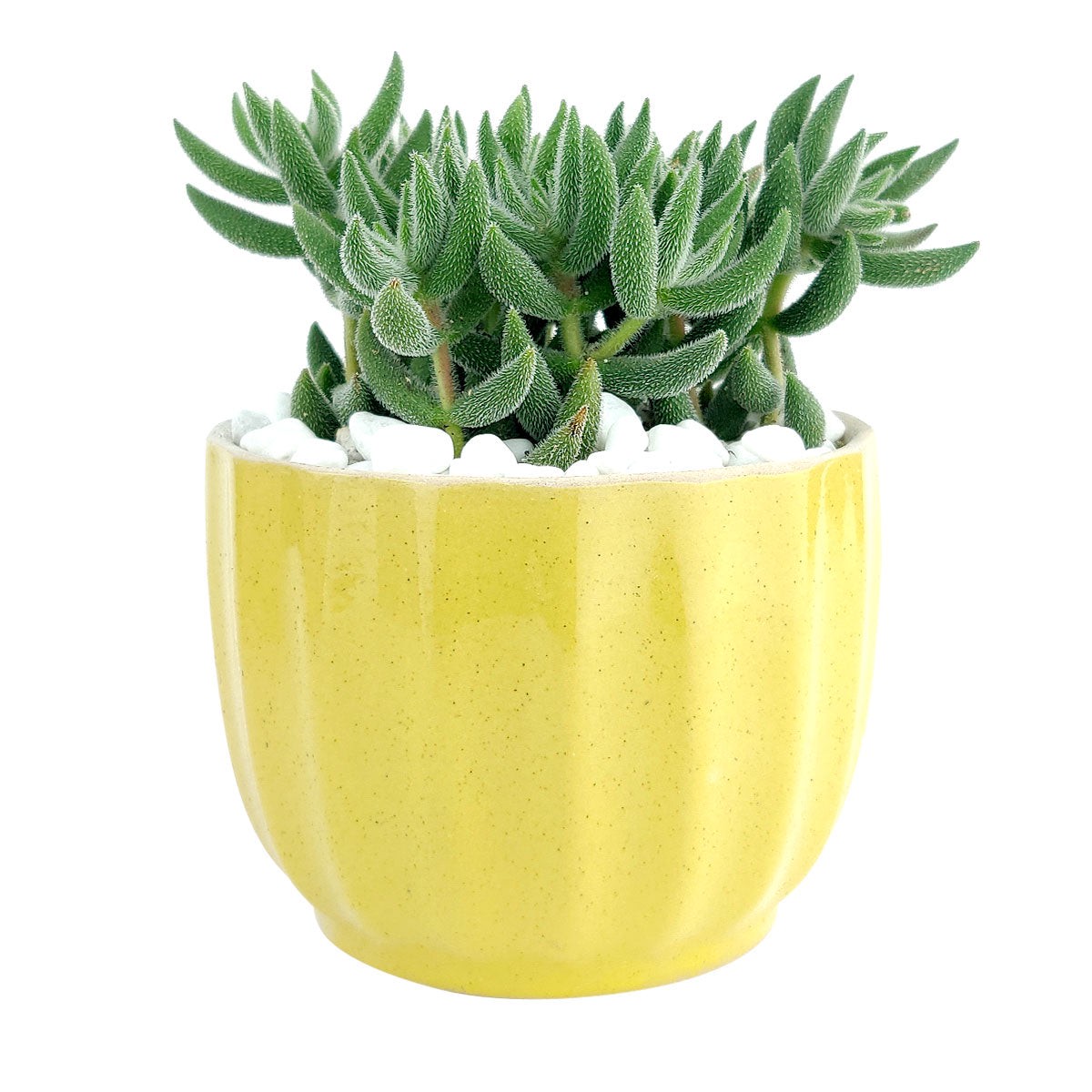 Yellow Ripple Planter