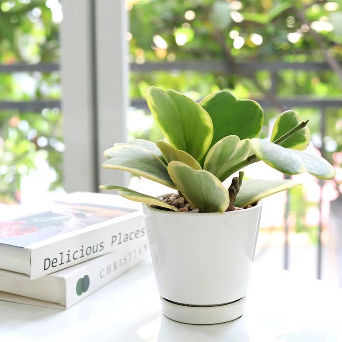 4 inch White Minimalist Pot with Saucer