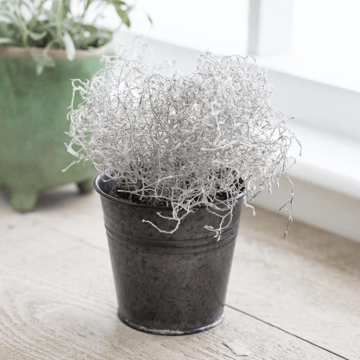 Winson Plant Pot