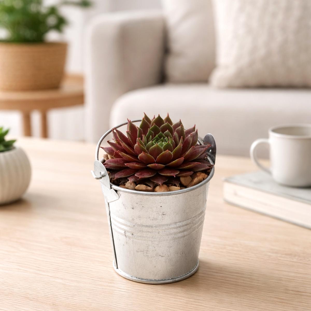 Tin Pail Pot