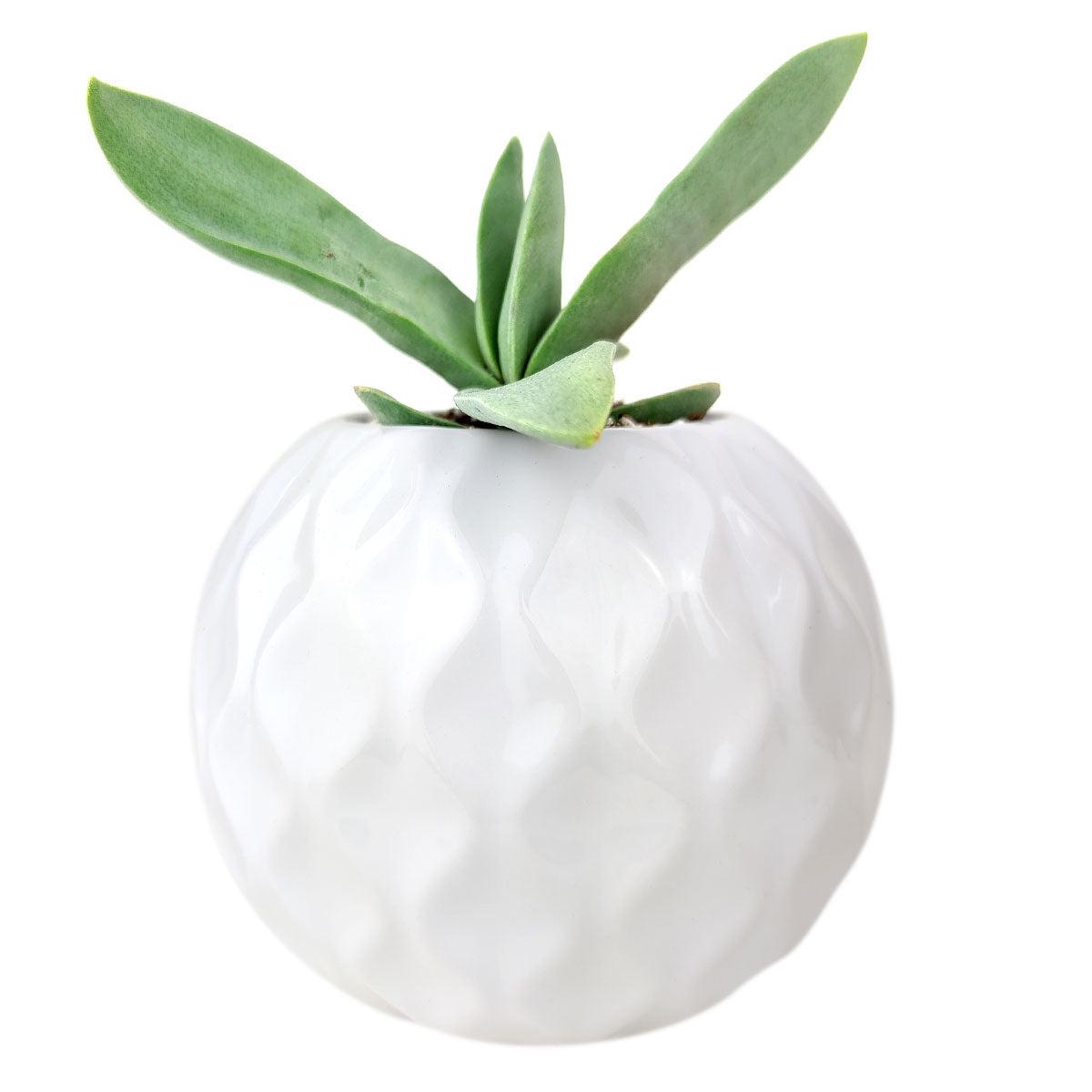 Round Wavy Planter