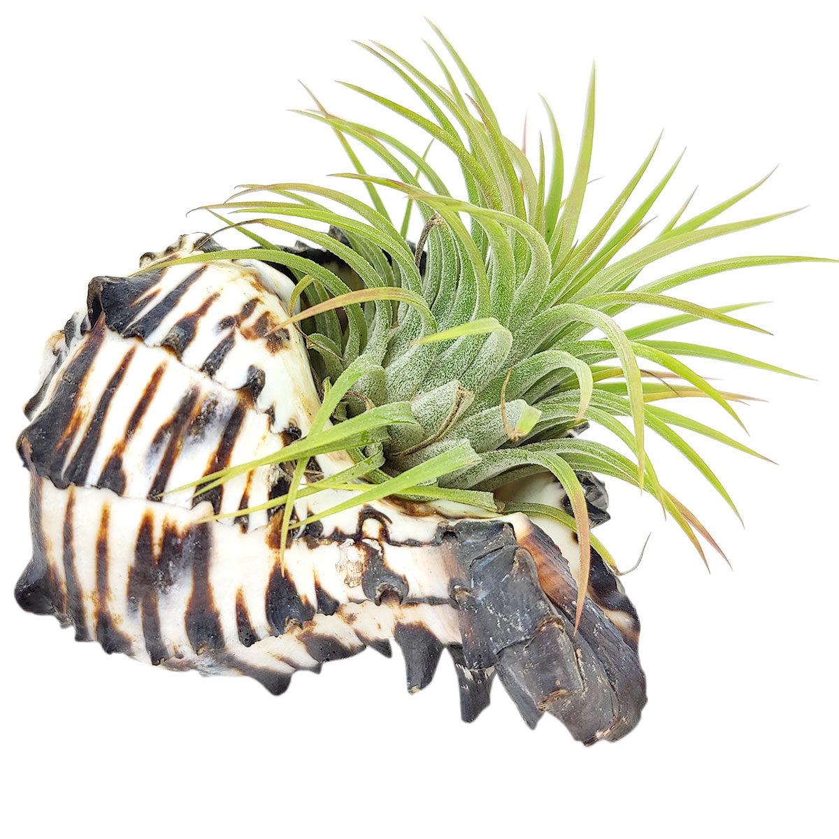 Seashell Air Plant Holder