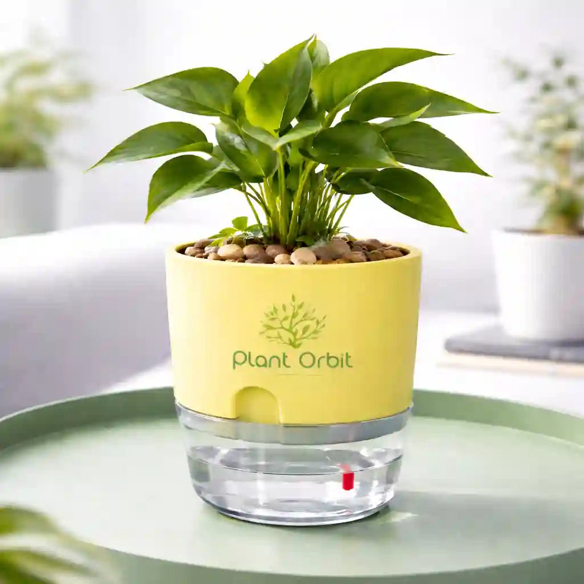 Yellow self watering pot