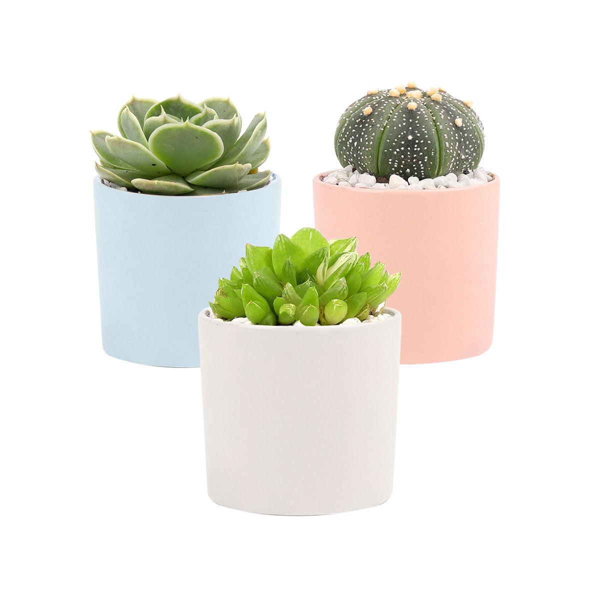 3 Pack Modern Cylinder Pots - Small