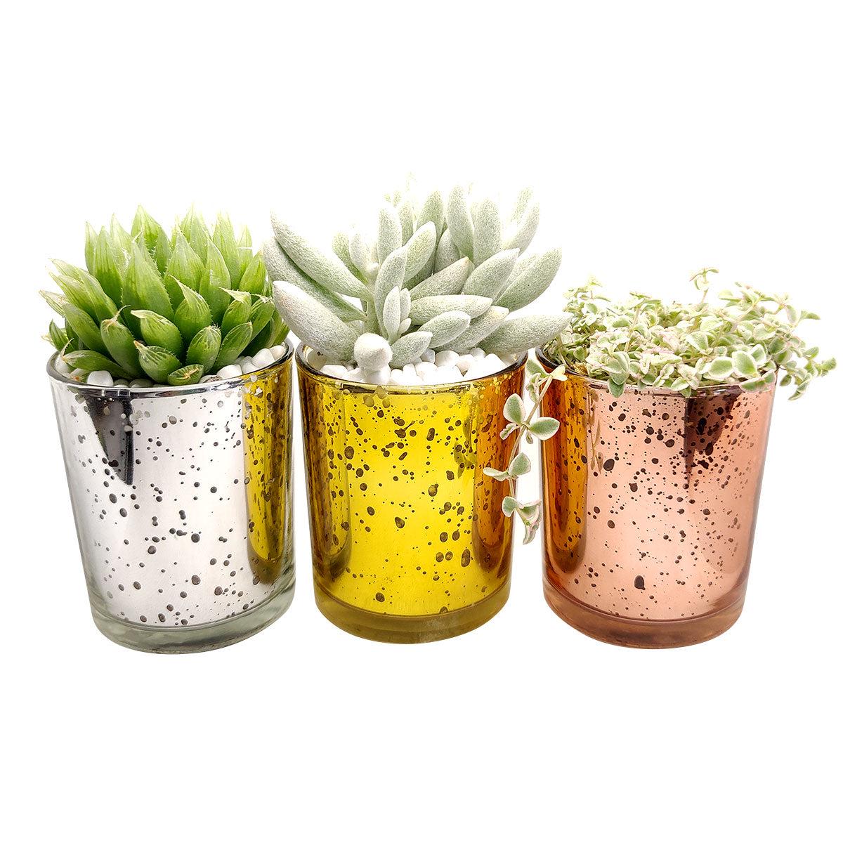 3 Pack Sparkly Planters