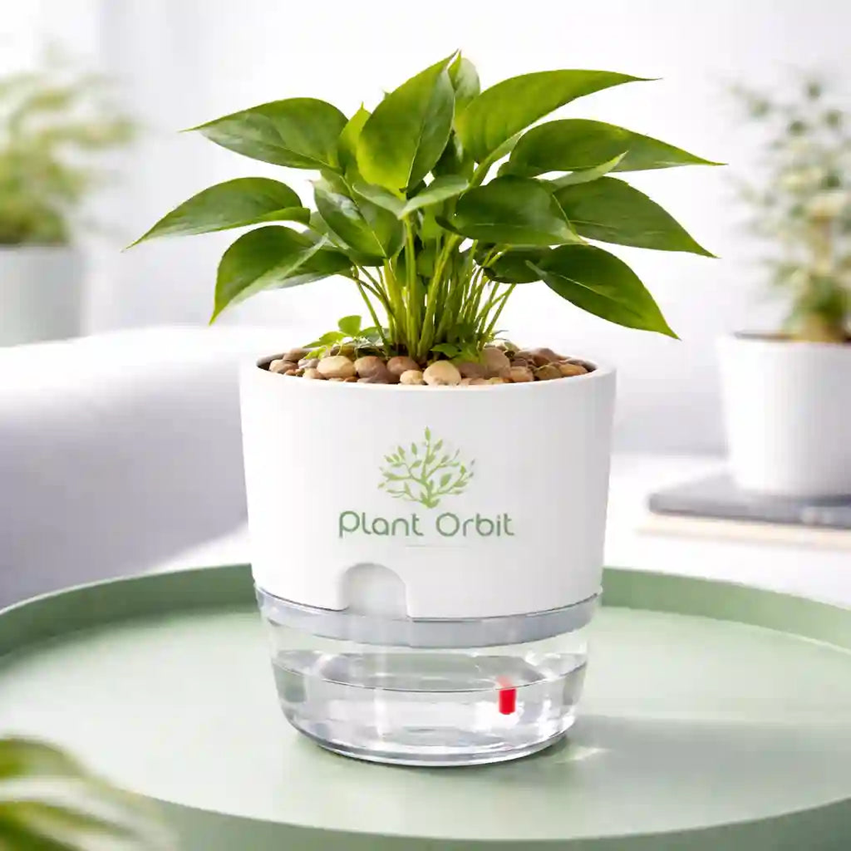 White Self watering pot