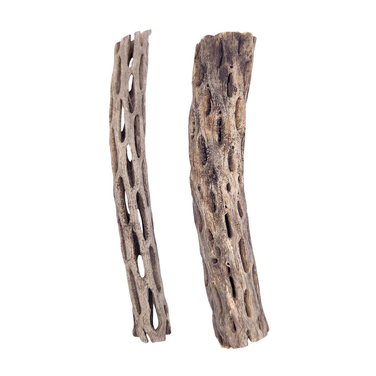 6 inch Staghorn Cholla Wood Planter