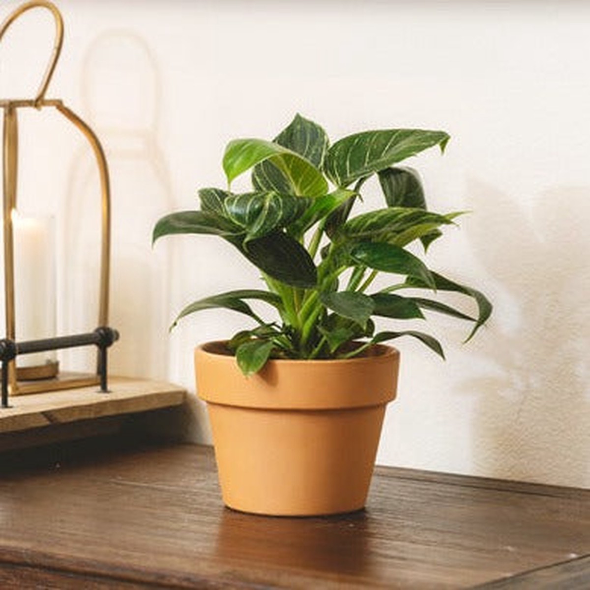 6 inch Traditional Terracotta Pot