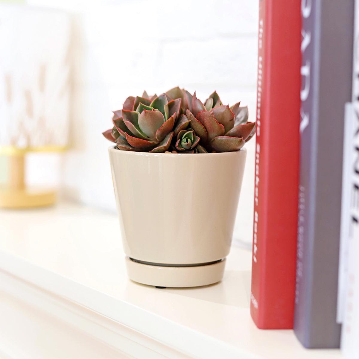 4 inch Oatmeal Minimalist Pot with Saucer - 4 inch