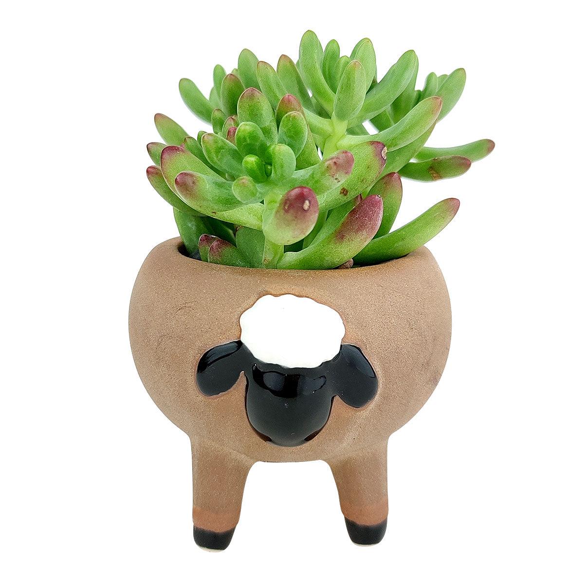 Sheep Planter