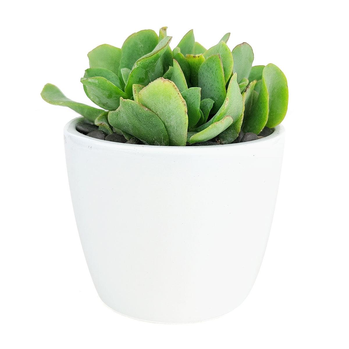 Simple Ceramic Planter