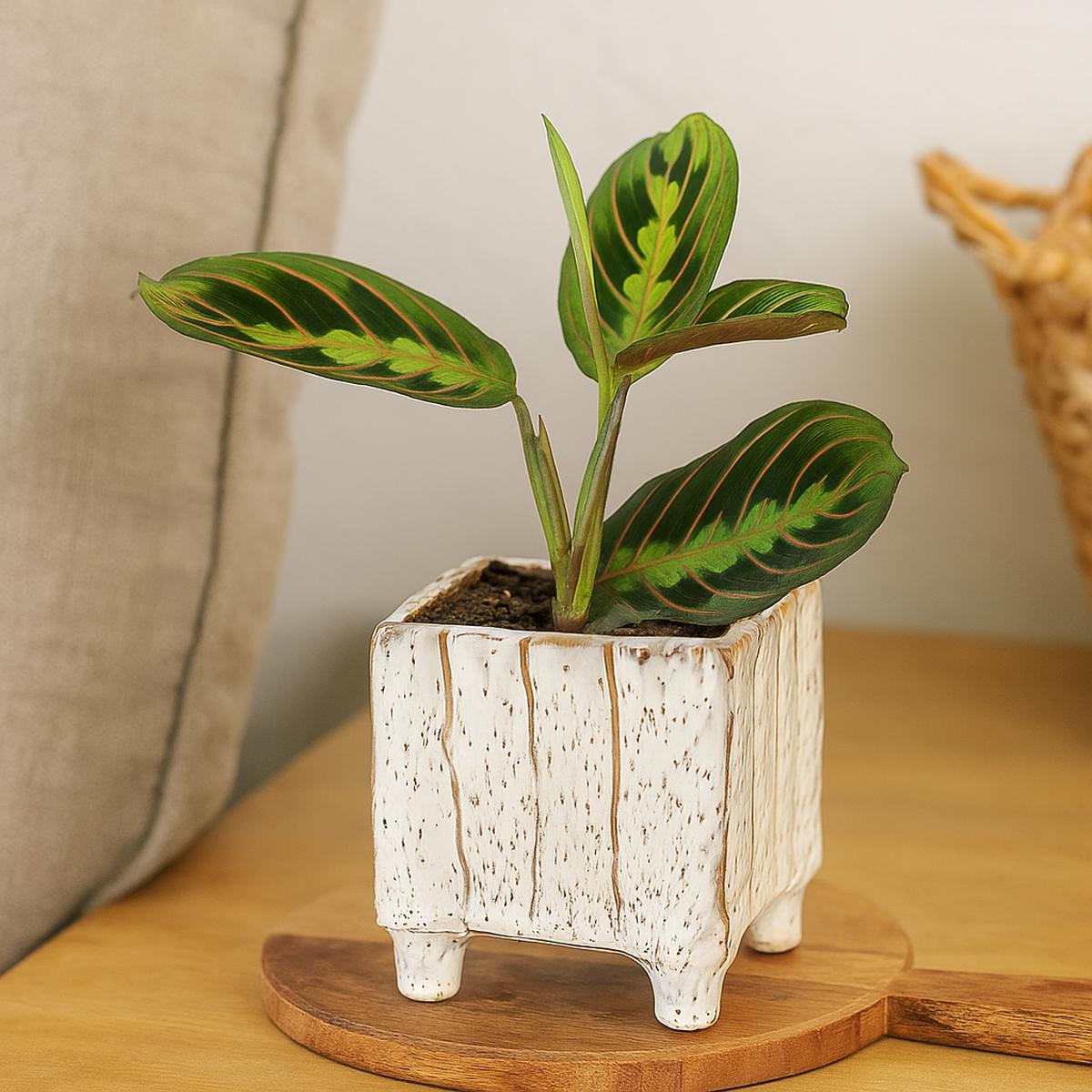 3 inch Square Speckled Footed Pot
