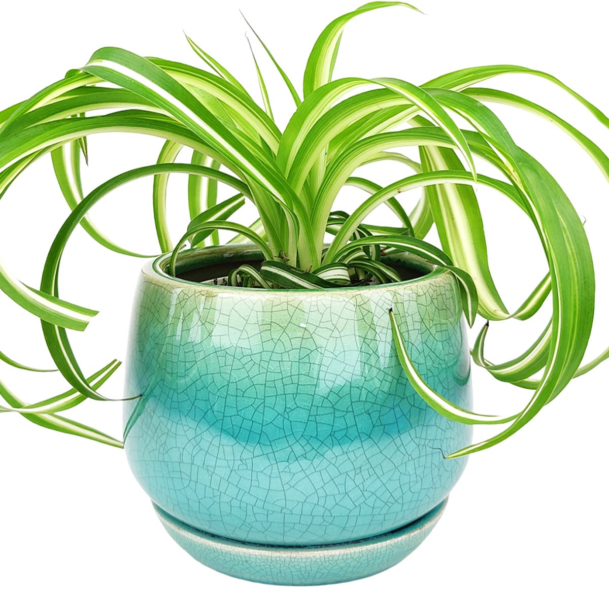 6 inch Aqua Blue Geo Ceramic Planter & Attached Saucer