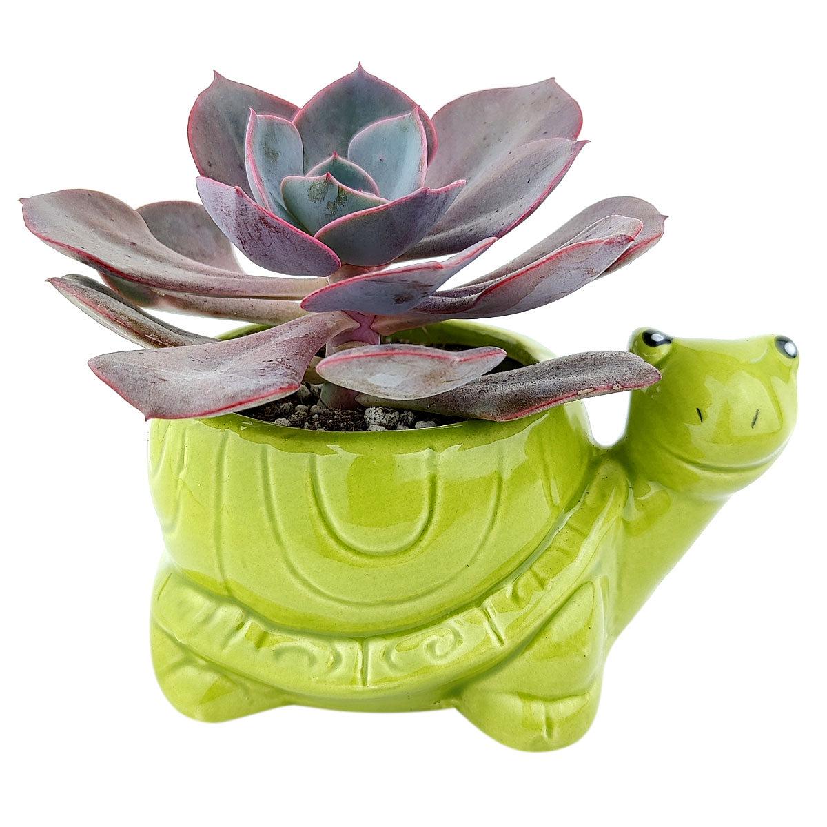 Turtle Planter